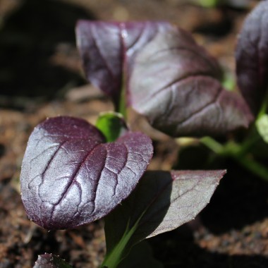 Komatsuna Red (Samen)