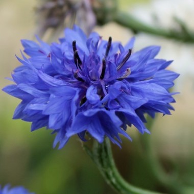 Kornblume blau gefüllt (Samen)