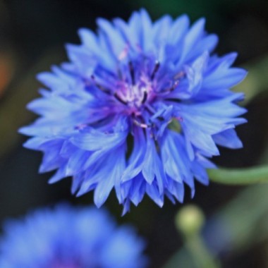 Kornblume blau gefüllt (Samen)