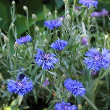 Kornblume blau gefüllt (Samen)