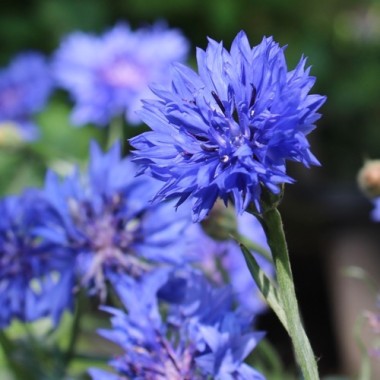 Kornblume blau gefüllt (Samen)
