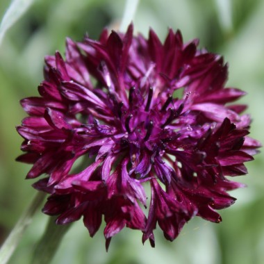 Kornblume schwarz (Samen)