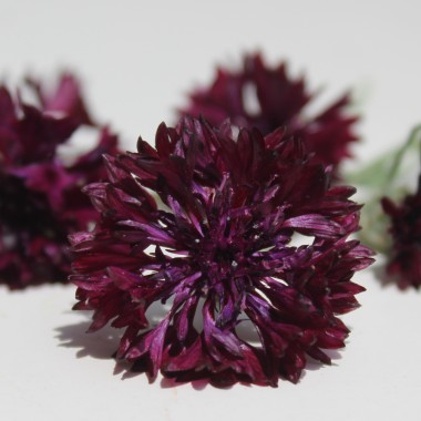 Kornblume schwarz (Samen)