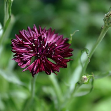 Kornblume schwarz (Samen)
