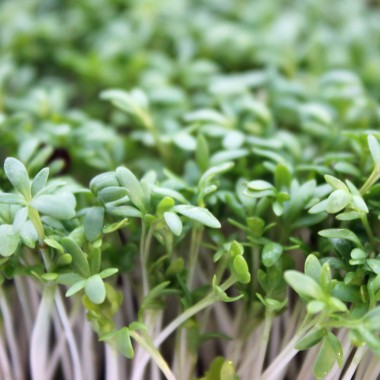 Kresse Plain Leaved (Samen)