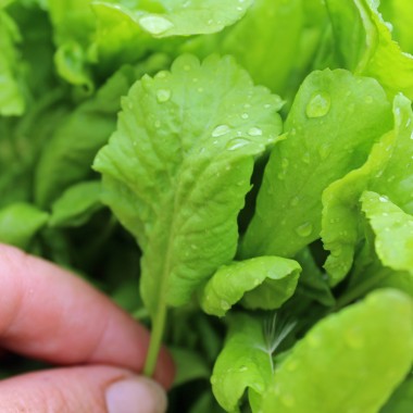 Kresse Broad Leaved (Samen)