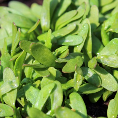 Kresse Broad Leaved (Samen)