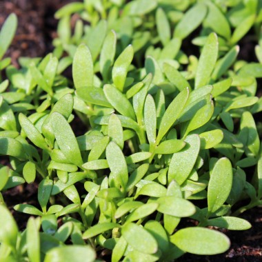 Kresse Plain Leaved (Samen)