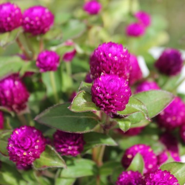 Kugelamaranth Purple (Samen)