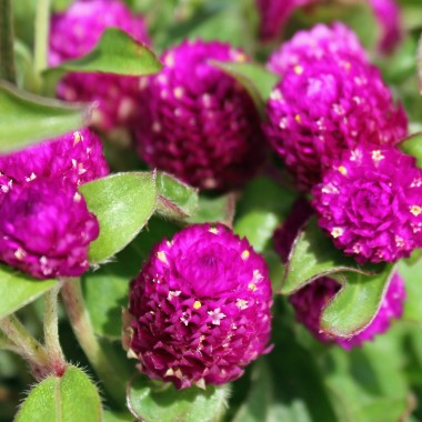 Kugelamaranth Purple (Samen)
