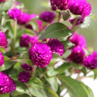 Kugelamaranth Purple (Samen)