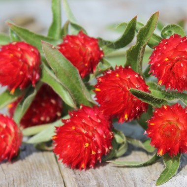 Kugelamaranth Strawberry Fields (Samen)