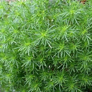 Lakritztagetes (Samen)