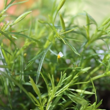Lakritztagetes (Samen)