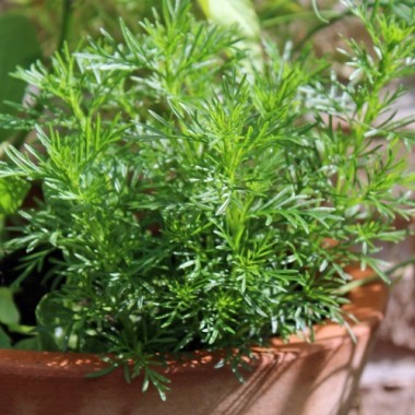 Lakritztagetes (Samen)