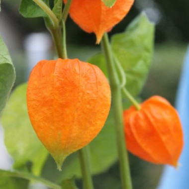 Lampionblume (Samen)