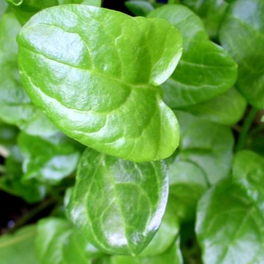 Löffelkraut (Samen)