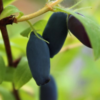 Kamtschatkabeere - Sibirische Blaubeere Wolozsebnica (Pflanze)