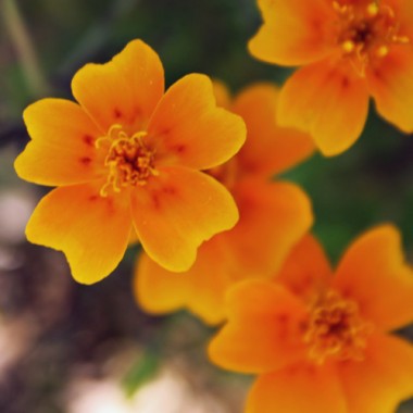 Mandarinengewürztagetes (Samen)