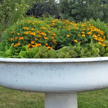 Mandarinengewürztagetes (Samen)