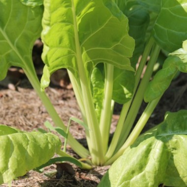 Mangold Lucullus (Samen)