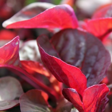 Gemüseamaranth Asia Red (Samen)