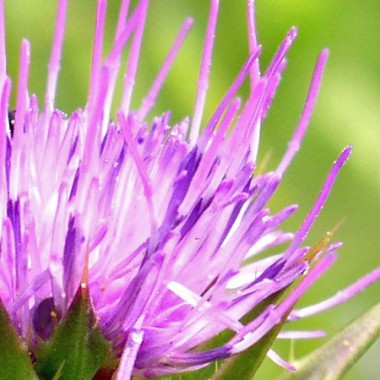 Mariendistel (Samen)