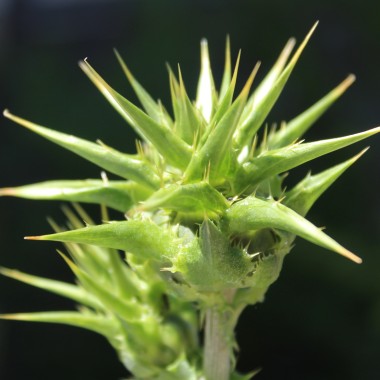 Mariendistel (Samen)