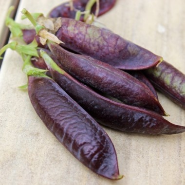 Markerbse Blauwschokkers (Samen)