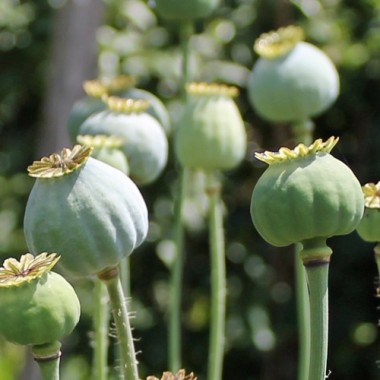 Mazedonischer Braunmohn (Samen)