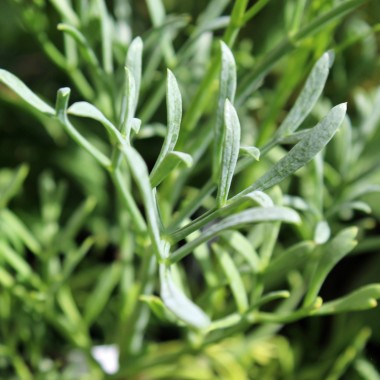 Meerfenchel (Samen)