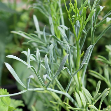 Meerfenchel (Samen)