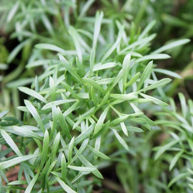 Meerfenchel (Samen)