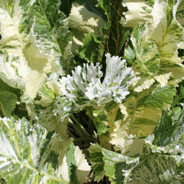 Meerrettich Variegata (Pflanze)