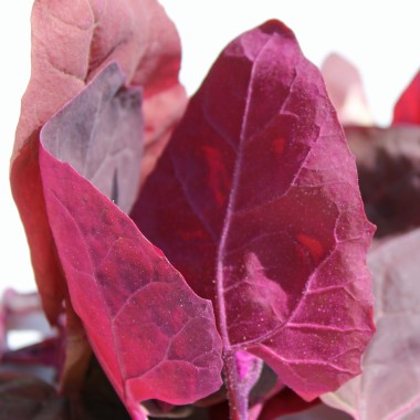 Preview: - Kopie - Kopie - Kopie