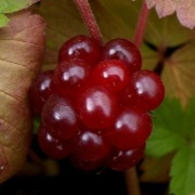 Mesimarja Marika (Pflanze)
