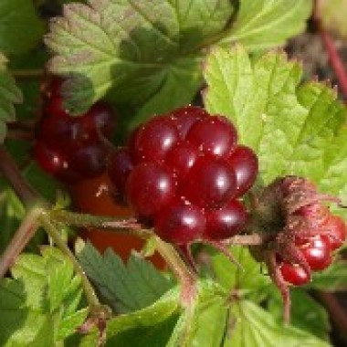 Mesimarja Mespi (Pflanze)