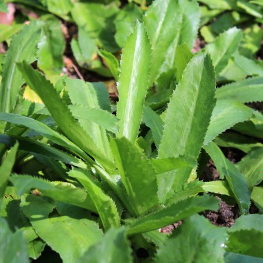 Preview: Mexikanischer Koriander - Culantro (Samen)