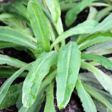 Mexikanischer Koriander - Culantro (Samen)