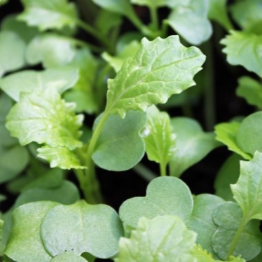 Microgreens Broccoletto (Samen)