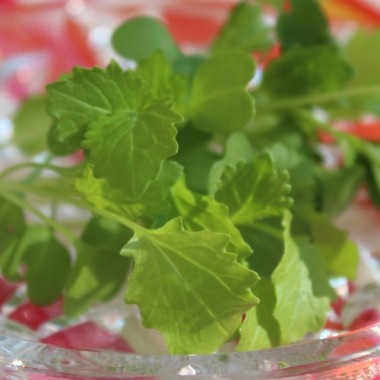 Microgreens Broccoletto (Samen)