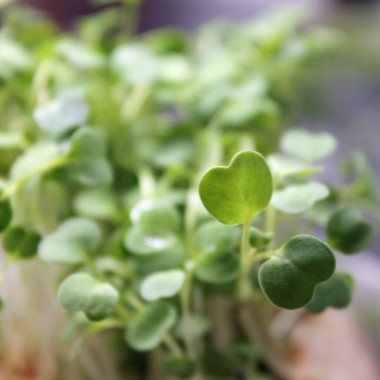 Microgreens Rucola (Samen)