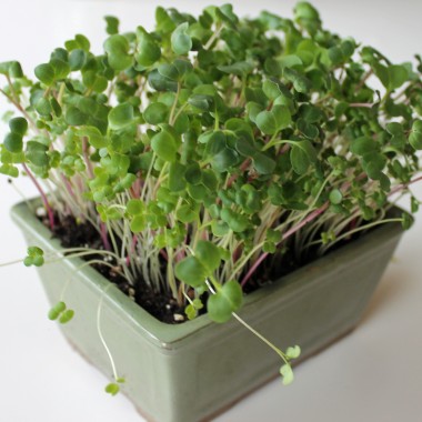 Microgreens Scharfe Mischung (Samen)