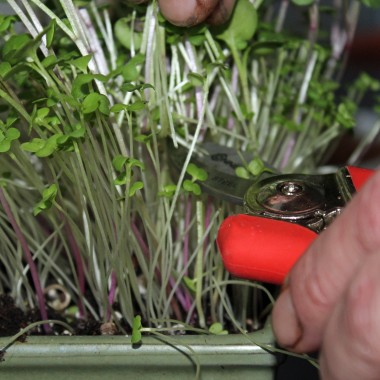 Microgreens Scharfe Mischung (Samen)