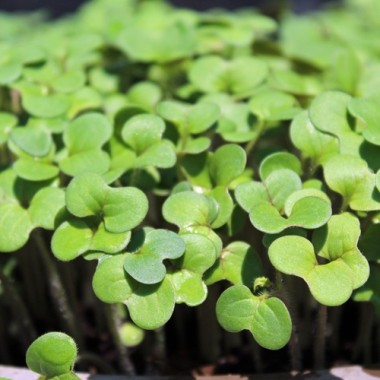 Microgreens Weißer Senf (Samen)