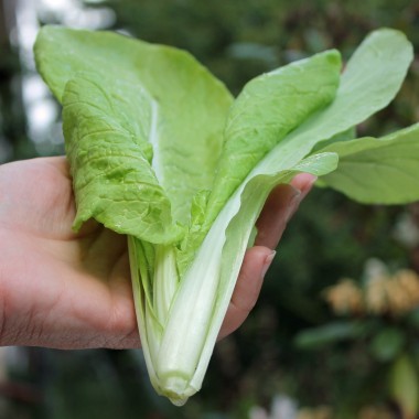 Mini-Chinakohl Round Leaf (Samen)