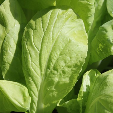 Mini-Chinakohl Round Leaf (Samen)