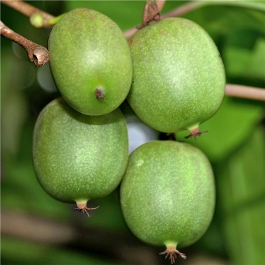 Mini-Kiwi Rogów weiblich (Pflanze)