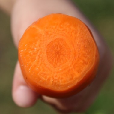 Möhre Chantenay Red Core (Samen)