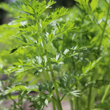 Möhre Lunar White (Samen)